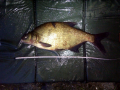 Leszcz 46 cm 1.30 kg