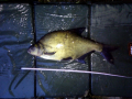 Leszcz 50 cm 1.65 kg