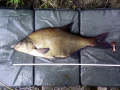 Leszcz 60 cm 2.68 kg