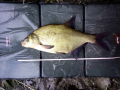 Leszcz 58 cm 2.45 kg