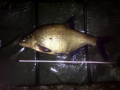 Leszcz 53 cm 1.90 kg.