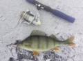 Okoń 29 cm