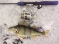 Okoń 25 cm