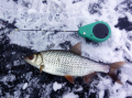 Płoć 24 cm