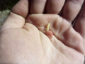Pinki