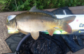 Karp