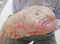 Ryba Blobfish