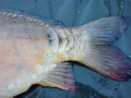 Karp pomarańczowy 2