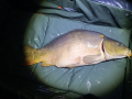 Karp