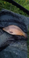 Mały karp