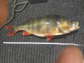 47 cm