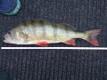 Perch 1