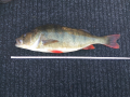 Perch 2