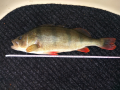 Perch 3