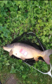 Karp