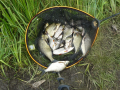 Staw Baczkowski sesja 27062015 7