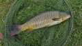 Karp 3