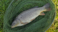 Karp 4