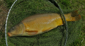 Karp 5