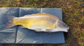Karp
