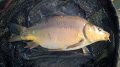 Karp