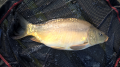 Karp