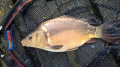 Karp