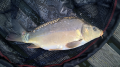 Karp