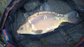 Karp