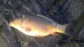 Karp