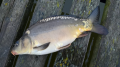 Karp