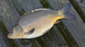 Karp