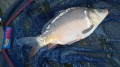 Karp