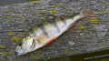 Okoń