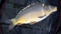 Karp