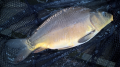 Karp