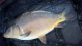 Karp