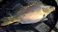 Karp 47 cm