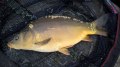 Karp