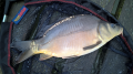 Karp