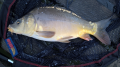 Karp
