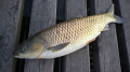 amur 48 cm