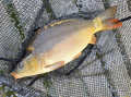 karp