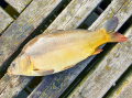 karp