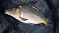 Karp