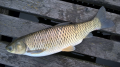 Amur
