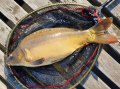 karp 56 cm