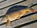 Karp 60 cm