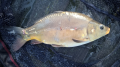 Karp