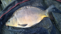 Karp
